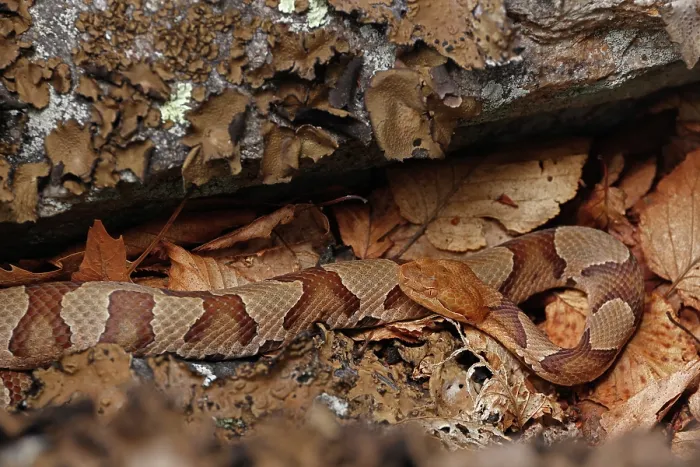 Framed Print : Northern copperhead (Agkistrodon contortrix mokasen) basking, Maryland, USA. July Framed Print : Northern copperhead (Agkistrodon contortrix mokasen) basking, Maryland, USA. July