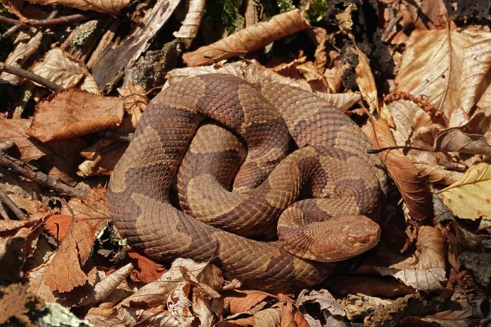 Framed Print : Northern copperhead (Agkistrodon contortrix mokasen) basking in leaflitter, Maryland, USA, June Framed Print : Northern copperhead (Agkistrodon contortrix mokasen) basking in leaflitter, Maryland, USA, June