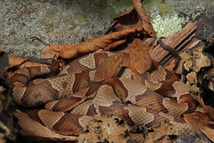Framed Print : Two Northern copperheads (Agkistrodon contortrix mokasen) basking together, Maryland, USA. July Framed Print : Two Northern copperheads (Agkistrodon contortrix mokasen) basking together, Maryland, USA. July