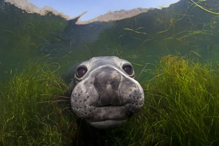 Framed Print : Northern elephant seal (Mirounga angustirostris) approaching camera, Cedros Island