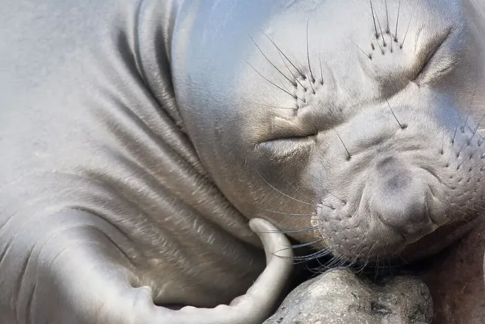 Framed Print : Northern elephant seal (Mirounga angustirostris) close-up of weaner / juvenile sleeping, Guadalupe Island Biosphere Reserve, off the coast of Baja California, Mexico, April Framed Print : Northern elephant seal (Mirounga angustirostris) close-up of weaner / juvenile sleeping, Guadalupe Island Biosphere Reserve, off the coast of Baja California, Mexico, April