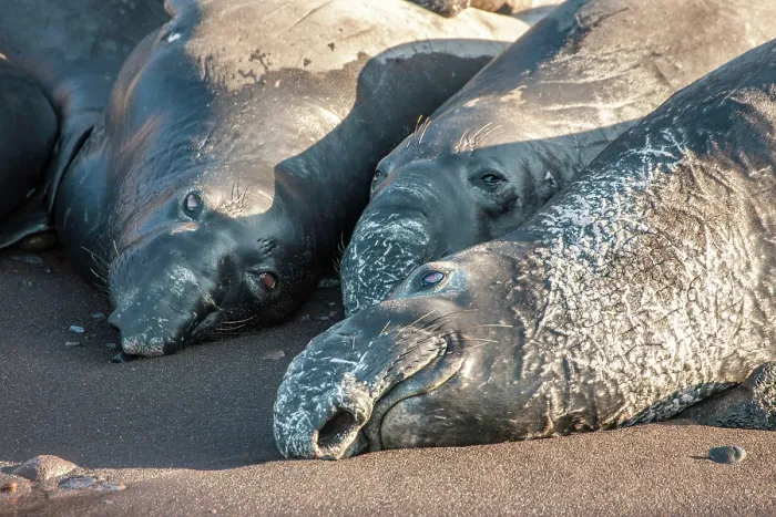 Framed Print : Three Northern elephant seals (Mirounga angustirostris) resting on beach, Guadalupe Island, Mexico, Eastern Pacific Ocean Framed Print : Three Northern elephant seals (Mirounga angustirostris) resting on beach, Guadalupe Island, Mexico, Eastern Pacific Ocean