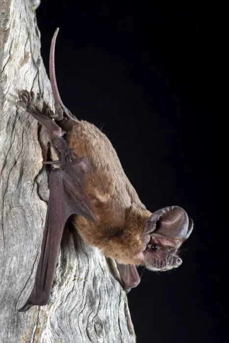 Framed Print : Northern freetail bat (Chaerophon jobensis), portrait, Mt Isa, Queensland, Australia Framed Print : Northern freetail bat (Chaerophon jobensis), portrait, Mt Isa, Queensland, Australia