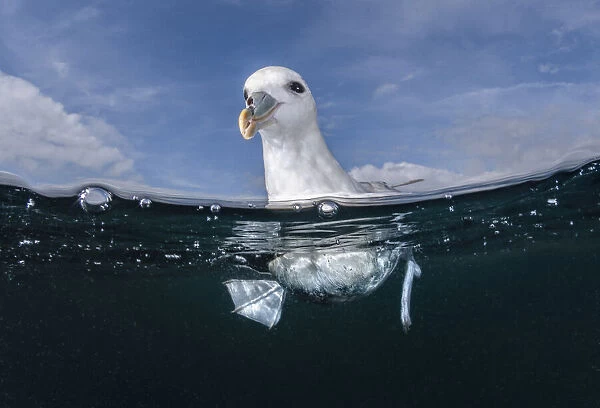 Northern fulmar (Fulmarus glacialis) floating on surface of open ocean, Falmouth, English Channel, Cornwall, UK. September