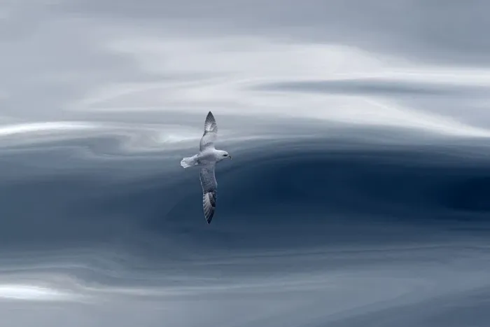 Framed Print : Northern fulmar (Fulmarus glacialis) in flight with waves, Arctic Sea. Commended in Framed Print : Northern fulmar (Fulmarus glacialis) in flight with waves, Arctic Sea. Commended in