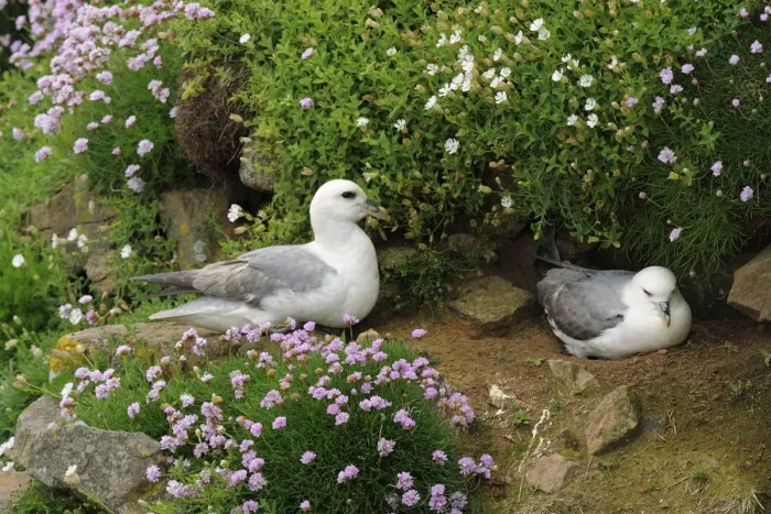 Framed Print : Northern fulmar (Fulmarus glacialis) nesting pair, Saltee Islands, County Wexford