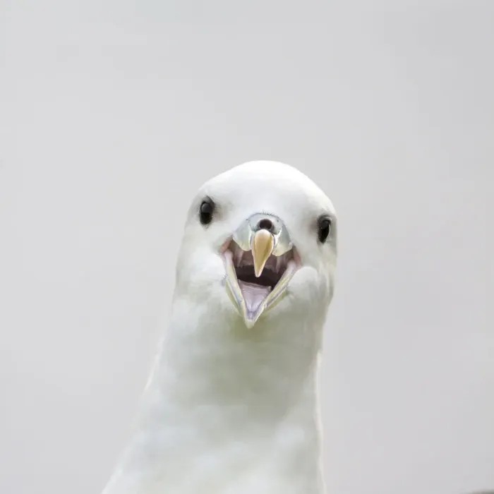 Framed Print : Northern fulmar (Fulmarus glacialis) portrait, Fair Isle, Shetland, Scotland, UK. May Framed Print : Northern fulmar (Fulmarus glacialis) portrait, Fair Isle, Shetland, Scotland, UK. May