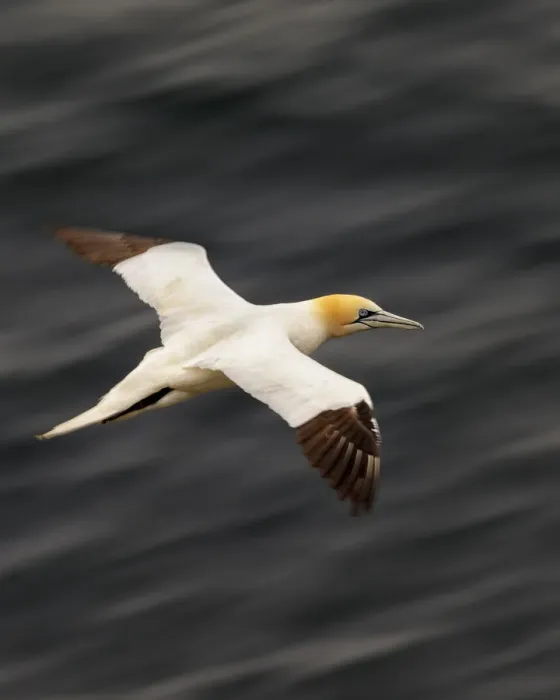 Framed Print : Northern gannet (Morus bassana) in flight, Hermaness National Nature Reserve, Shetland Framed Print : Northern gannet (Morus bassana) in flight, Hermaness National Nature Reserve, Shetland