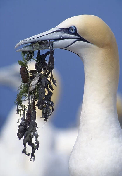 Northern gannet (Morus bassanus) gathering nesting material, Bass Rock, Firth of Forth