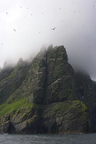 Northern gannet (Morus bassanus) colony with low clouds over cliff top, St Kilda