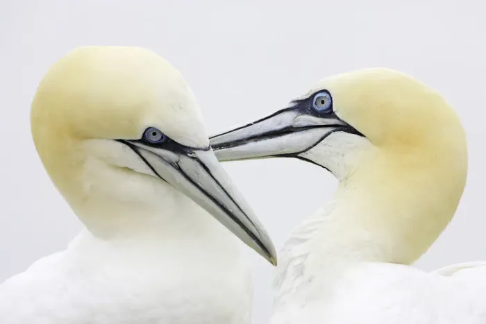 Framed Print : Northern Gannet (Morus bassanus), pair mutual preening. Bass Rock (East Lothian) Framed Print : Northern Gannet (Morus bassanus), pair mutual preening. Bass Rock (East Lothian)