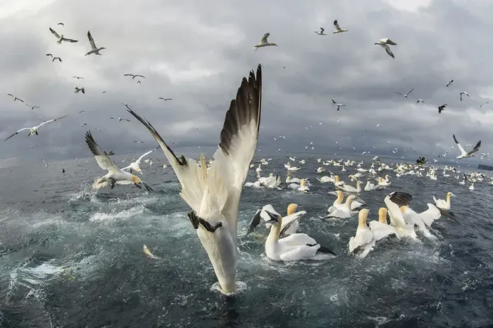 Framed Print : Northern gannet (Morus bassanus), Feeding frenzy, Noss NNR, Shetland, Scotland, UK Framed Print : Northern gannet (Morus bassanus), Feeding frenzy, Noss NNR, Shetland, Scotland, UK