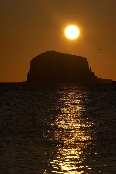 Northern gannet (Morus bassanus) colony in flight over Bass Rock at sunrise, Firth of Forth