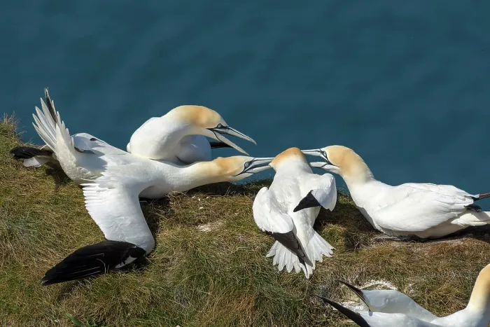 Framed Print : Northern gannet (Morus bassanus) Framed Print : Northern gannet (Morus bassanus)