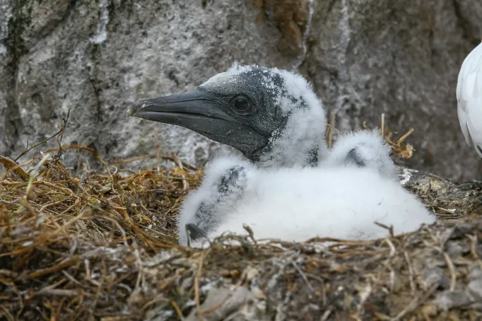 Framed Print : Northern gannet (Morus bassanus) chick on nest, Great Saltee Island, County Wexford, Republic of Ireland. June Framed Print : Northern gannet (Morus bassanus) chick on nest, Great Saltee Island, County Wexford, Republic of Ireland. June