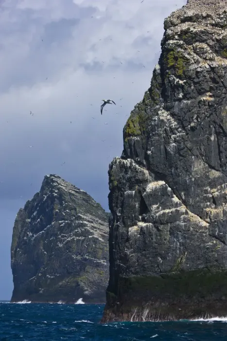 Framed Print : Northern gannet (Morus bassanus) colonies on Stac Lee and Stac an Armin, St. Kilda Archipielago Framed Print : Northern gannet (Morus bassanus) colonies on Stac Lee and Stac an Armin, St. Kilda Archipielago
