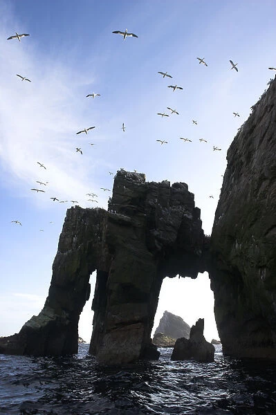 Northern gannet (Morus bassanus) colony, The Flannans, Outer Hebrides, Scotland