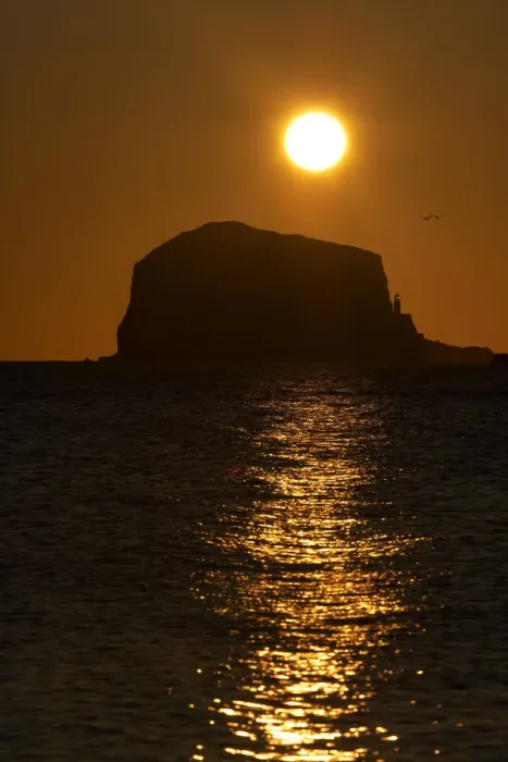 Framed Print : Northern gannet (Morus bassanus) colony in flight over Bass Rock at sunrise, Firth of Forth Framed Print : Northern gannet (Morus bassanus) colony in flight over Bass Rock at sunrise, Firth of Forth