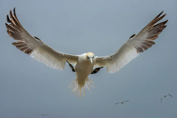 Framed Print : Northern gannet (Morus bassanus) coming in to land, Great Saltee Island, County Wexford, Republic of Ireland. June Framed Print : Northern gannet (Morus bassanus) coming in to land, Great Saltee Island, County Wexford, Republic of Ireland. June
