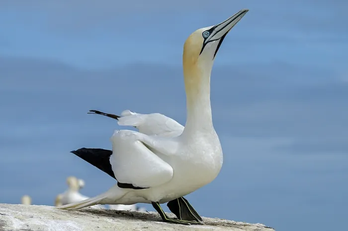 Framed Print : Northern gannet (Morus bassanus) courtship display, Great Saltee Island, County Wexford, Republic of Ireland. June Framed Print : Northern gannet (Morus bassanus) courtship display, Great Saltee Island, County Wexford, Republic of Ireland. June