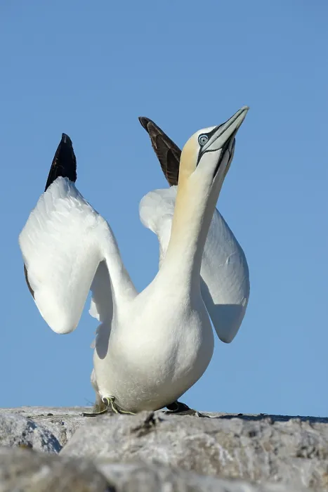 Framed Print : Northern gannet (Morus bassanus) in courtship display, Great Saltee Island, County Wexford, Republic of Ireland. June Framed Print : Northern gannet (Morus bassanus) in courtship display, Great Saltee Island, County Wexford, Republic of Ireland. June