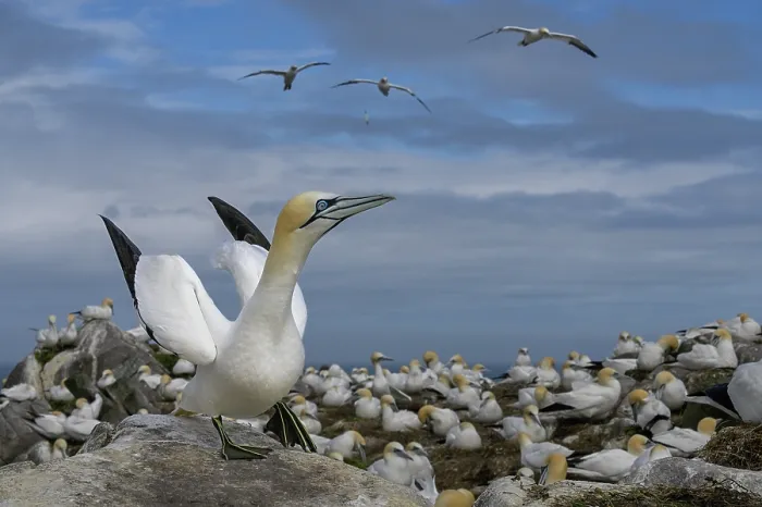 Framed Print : Northern gannet (Morus bassanus) courtship display among the colony, Great Saltee Island, County Wexford, Republic of Ireland. June Framed Print : Northern gannet (Morus bassanus) courtship display among the colony, Great Saltee Island, County Wexford, Republic of Ireland. June