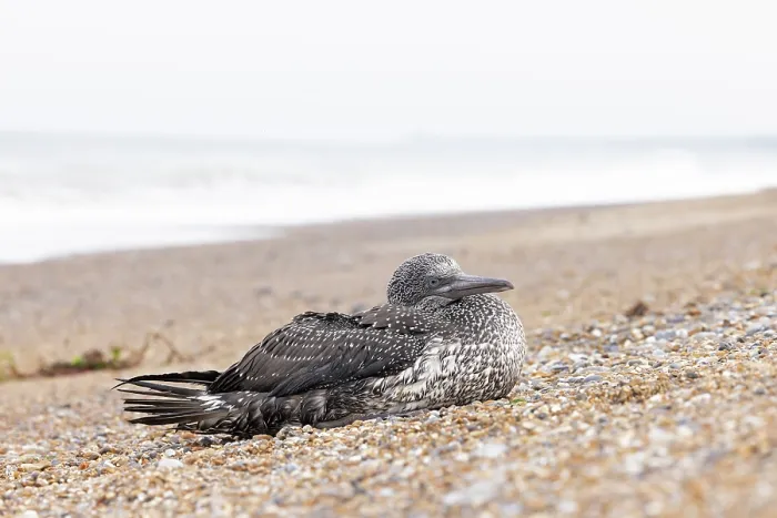 Framed Print : Northern gannet (Morus bassanus) dying on beach, possible suffering from Avian flu, Norfolk, England, UK. October, 2023 Framed Print : Northern gannet (Morus bassanus) dying on beach, possible suffering from Avian flu, Norfolk, England, UK. October, 2023