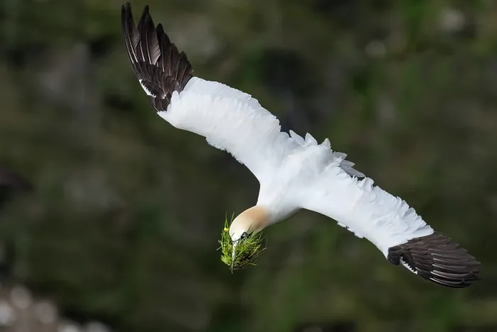 Framed Print : Northern gannet (Morus bassanus) in flight carrying nesting material in beak, Hermaness National Scenic Area, Shetland, Scotland, UK. June Framed Print : Northern gannet (Morus bassanus) in flight carrying nesting material in beak, Hermaness National Scenic Area, Shetland, Scotland, UK. June
