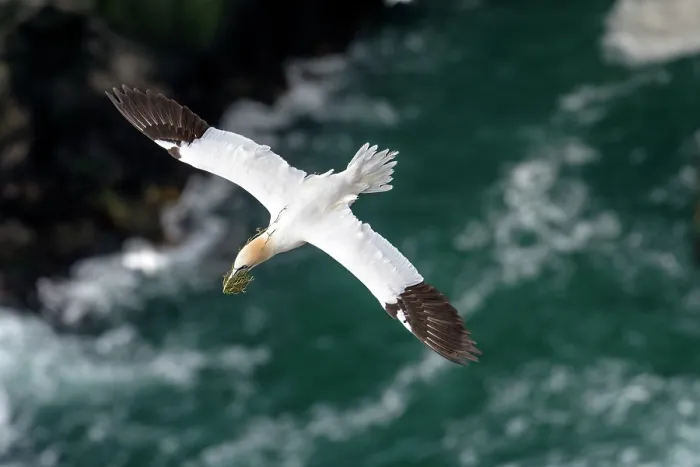 Framed Print : Northern gannet (Morus bassanus) in flight carrying nesting material in beak, Hermaness National Scenic Area, Shetland, Scotland, UK. June Framed Print : Northern gannet (Morus bassanus) in flight carrying nesting material in beak, Hermaness National Scenic Area, Shetland, Scotland, UK. June
