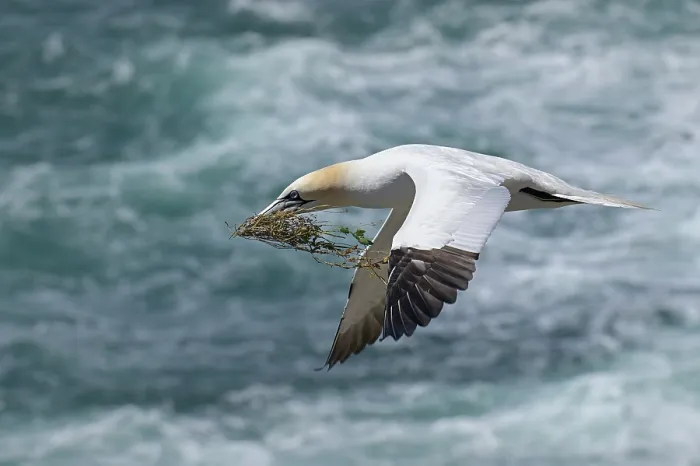 Framed Print : Northern gannet (Morus bassanus) in flight with nesting material in beak, Great Saltee Island, County Wexford, Republic of Ireland. June Framed Print : Northern gannet (Morus bassanus) in flight with nesting material in beak, Great Saltee Island, County Wexford, Republic of Ireland. June