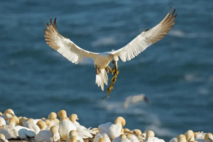 Framed Print : Northern gannet (Morus bassanus) flying in to breeding colony with beak full of nesting material. Cape St. Mary's Ecological Reserve, Newfoundland, Canada. June Framed Print : Northern gannet (Morus bassanus) flying in to breeding colony with beak full of nesting material. Cape St. Mary's Ecological Reserve, Newfoundland, Canada. June