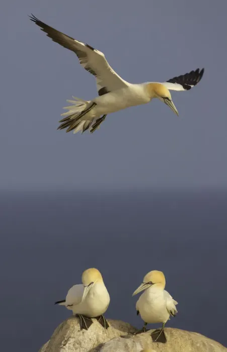 Framed Print : Northern gannet (Morus bassanus) flying over two on rock, Saltee Islands, Ireland