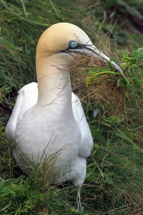 Framed Print : Northern gannet (Morus bassanus) gathering grass for nesting, Bempton Cliffs, Yorkshire, England, UK. May Framed Print : Northern gannet (Morus bassanus) gathering grass for nesting, Bempton Cliffs, Yorkshire, England, UK. May
