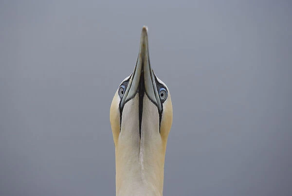 Northern gannet {Morus bassanus} head portrait, Bass rock, Scotland, UK