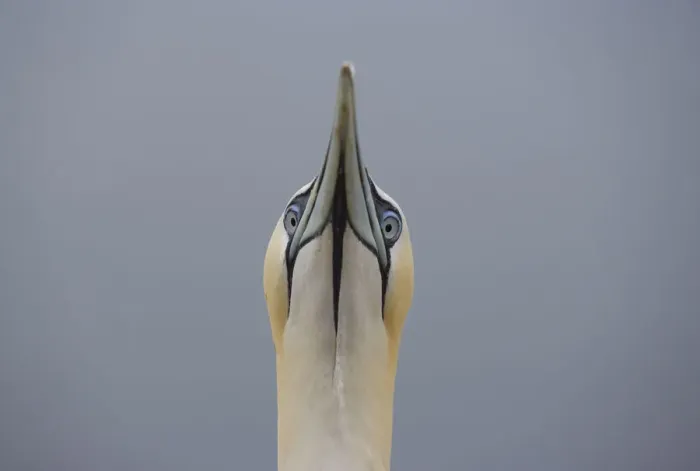 Framed Print : Northern gannet {Morus bassanus} head portrait, Bass rock, Scotland, UK Framed Print : Northern gannet {Morus bassanus} head portrait, Bass rock, Scotland, UK
