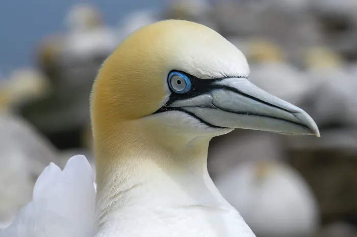 Framed Print : Northern gannet (Morus bassanus) head portrait, Great Saltee Island, County Wexford, Republic of Ireland. June Framed Print : Northern gannet (Morus bassanus) head portrait, Great Saltee Island, County Wexford, Republic of Ireland. June