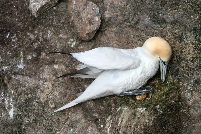 Framed Print : Northern gannet (Morus bassanus) incubating egg on nest, Hermaness National Scenic Area, Shetland, Scotland, UK. June Framed Print : Northern gannet (Morus bassanus) incubating egg on nest, Hermaness National Scenic Area, Shetland, Scotland, UK. June