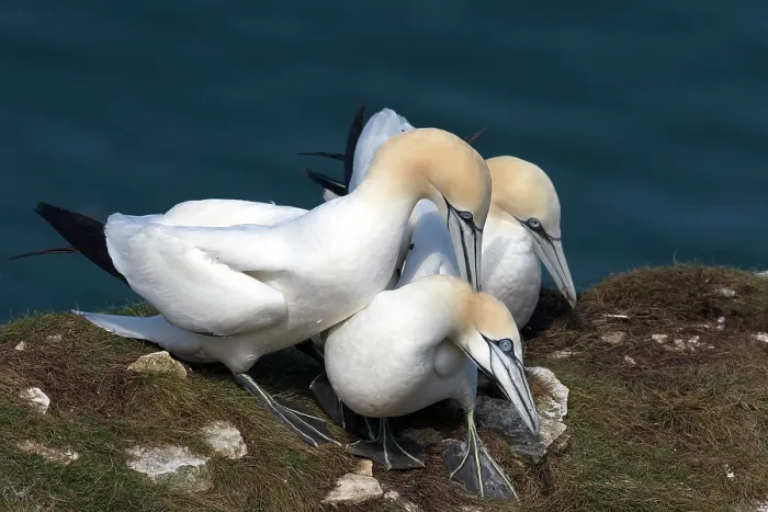 Framed Print : Three Northern gannet (Morus bassanus) juveniles perched on cliff top - male (left) performing nape-biting on female, Bempton Cliffs, East Riding of Yorkshire, England, UK. May Framed Print : Three Northern gannet (Morus bassanus) juveniles perched on cliff top - male (left) performing nape-biting on female, Bempton Cliffs, East Riding of Yorkshire, England, UK. May