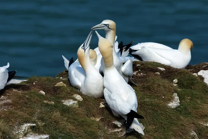 Framed Print : Three Northern gannet (Morus bassanus) juveniles performing mutual fencing (greeting or sexual ceremony) within a 'club' (a kind of non-nesting community) Framed Print : Three Northern gannet (Morus bassanus) juveniles performing mutual fencing (greeting or sexual ceremony) within a 'club' (a kind of non-nesting community)