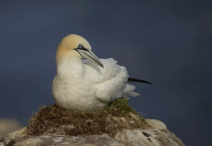 Framed Print : Northern gannet (Morus bassanus) on nest, Saltee Islands, Ireland, June 2009
