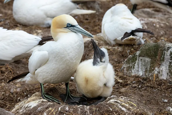 Framed Print : Northern gannet (Morus bassanus) on nest with chick among the colony, Great Saltee Island, County Wexford, Republic of Ireland. June Framed Print : Northern gannet (Morus bassanus) on nest with chick among the colony, Great Saltee Island, County Wexford, Republic of Ireland. June