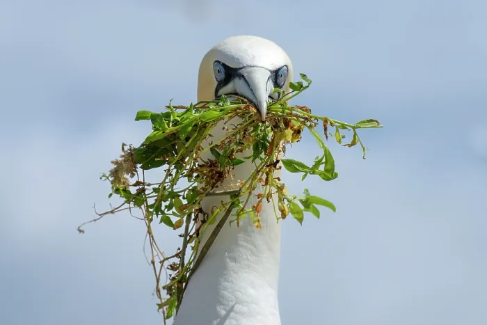 Framed Print : Northern gannet (Morus bassanus) with nesting material in beak, Great Saltee Island, County Wexford, Republic of Ireland. June