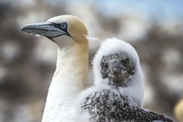 Framed Print : Northern gannet (Morus bassanus) nestling with adult. Bass Rock, Scotland, UK. August Framed Print : Northern gannet (Morus bassanus) nestling with adult. Bass Rock, Scotland, UK. August
