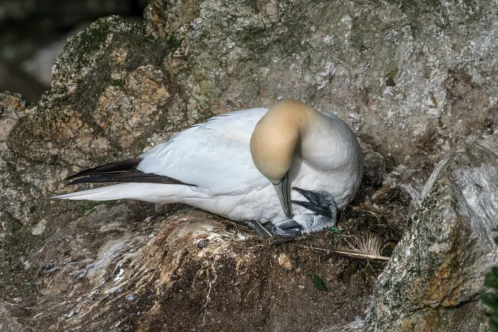 Framed Print : Northern gannet (Morus bassanus) with newborn chick on nest, Hermaness National Scenic Area, Shetland, Scotland, UK. June Framed Print : Northern gannet (Morus bassanus) with newborn chick on nest, Hermaness National Scenic Area, Shetland, Scotland, UK. June