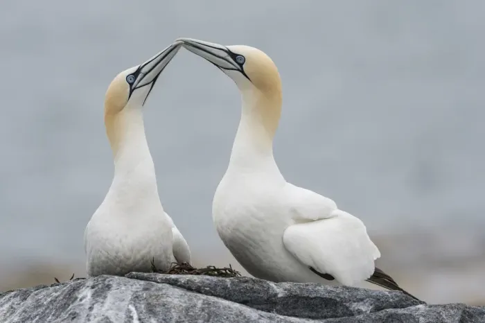 Framed Print : Northern gannet (Morus bassanus) pair, courtship display, Machias Seal Island, Bay of Fundy Framed Print : Northern gannet (Morus bassanus) pair, courtship display, Machias Seal Island, Bay of Fundy