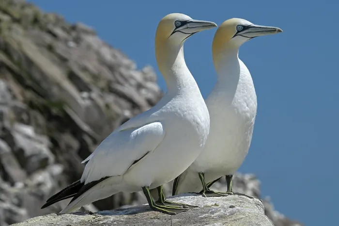 Framed Print : Northern gannet (Morus bassanus) pair, portrait, Great Saltee Island, County Wexford, Republic of Ireland. June Framed Print : Northern gannet (Morus bassanus) pair, portrait, Great Saltee Island, County Wexford, Republic of Ireland. June