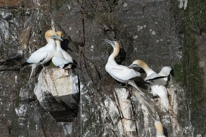 Framed Print : Two Northern gannet (Morus bassanus) pairs perched on cliffside at nesting colony, Hermaness National Scenic Area, Shetland, Scotland, UK. June Framed Print : Two Northern gannet (Morus bassanus) pairs perched on cliffside at nesting colony, Hermaness National Scenic Area, Shetland, Scotland, UK. June