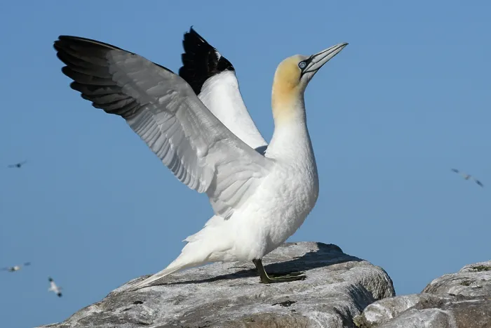 Framed Print : Northern gannet (Morus bassanus) perched on a rock flapping its wings, Great Saltee Island, County Wexford, Republic of Ireland. June Framed Print : Northern gannet (Morus bassanus) perched on a rock flapping its wings, Great Saltee Island, County Wexford, Republic of Ireland. June