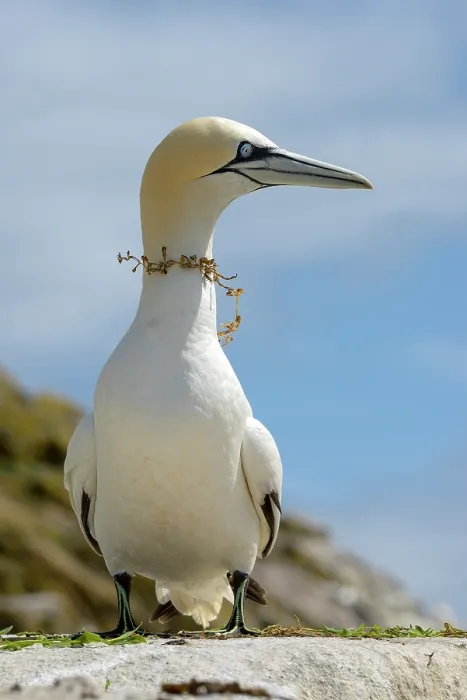 Framed Print : Northern gannet (Morus bassanus) resting on the rock, Great Saltee Island, County Wexford, Republic of Ireland. June Framed Print : Northern gannet (Morus bassanus) resting on the rock, Great Saltee Island, County Wexford, Republic of Ireland. June