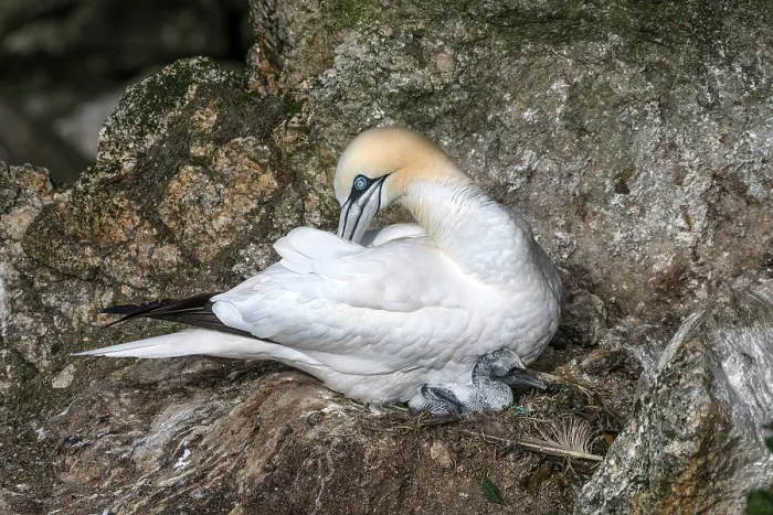Framed Print : Northern gannet (Morus bassanus) sitting on nest preening with newborn chick, Hermaness National Scenic Area, Shetland, Scotland, UK. June Framed Print : Northern gannet (Morus bassanus) sitting on nest preening with newborn chick, Hermaness National Scenic Area, Shetland, Scotland, UK. June